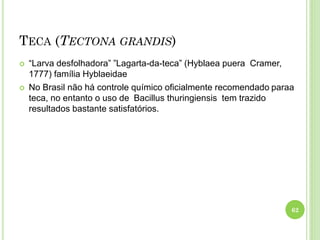 TECA (TECTONA GRANDIS)
 “Larva desfolhadora” ”Lagarta-da-teca” (Hyblaea puera Cramer,
1777) família Hyblaeidae
 No Brasil não há controle químico oficialmente recomendado paraa
teca, no entanto o uso de Bacillus thuringiensis tem trazido
resultados bastante satisfatórios.
62
 