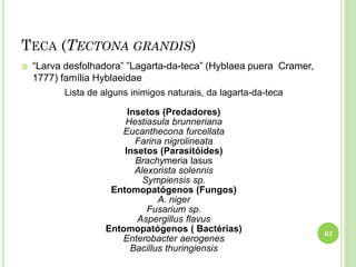 TECA (TECTONA GRANDIS)
 “Larva desfolhadora” ”Lagarta-da-teca” (Hyblaea puera Cramer,
1777) família Hyblaeidae
63
Lista de alguns inimigos naturais, da lagarta-da-teca
Insetos (Predadores)
Hestiasula brunneriana
Eucanthecona furcellata
Farina nigrolineata
Insetos (Parasitóides)
Brachymeria lasus
Alexorista solennis
Sympiensis sp.
Entomopatógenos (Fungos)
A. niger
Fusarium sp.
Aspergillus flavus
Entomopatógenos ( Bactérias)
Enterobacter aerogenes
Bacillus thuringiensis
 