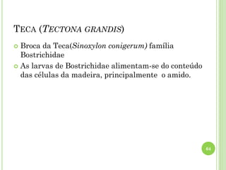 TECA (TECTONA GRANDIS)
 Broca da Teca(Sinoxylon conigerum) família
Bostrichidae
 As larvas de Bostrichidae alimentam-se do conteúdo
das células da madeira, principalmente o amido.
64
 