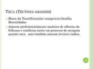 TECA (TECTONA GRANDIS)
 Broca da Teca(Sinoxylon conigerum) família
Bostrichidae
 Atacam preferencialmente madeira de alburno de
folhosas e coníferas tanto em processo de secagem
quanto seca, mas também atacam árvores sadias.
65
 