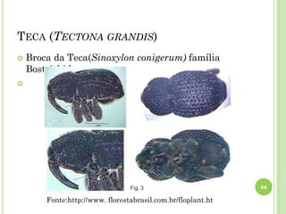 TECA (TECTONA GRANDIS)
 Broca da Teca(Sinoxylon conigerum) família
Bostrichidae

66
Fonte:http://www. florestabrasil.com.br/floplant.ht
 