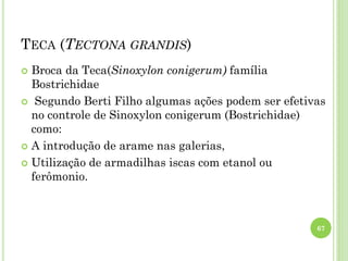 TECA (TECTONA GRANDIS)
 Broca da Teca(Sinoxylon conigerum) família
Bostrichidae
 Segundo Berti Filho algumas ações podem ser efetivas
no controle de Sinoxylon conigerum (Bostrichidae)
como:
 A introdução de arame nas galerias,
 Utilização de armadilhas iscas com etanol ou
ferômonio.
67
 