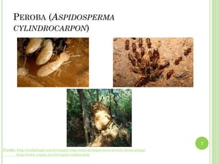 PEROBA (ASPIDOSPERMA
CYLINDROCARPON)
7
Fontes: http://nadafragil.com.br/cupim-veja-como-proteger-seus-moveis-dessa-praga/
http://www.cupim.net.br/cupim-ninhos.htm
 