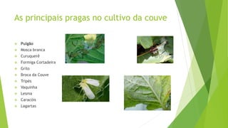 Pragas no Cultivo da couve.pptx