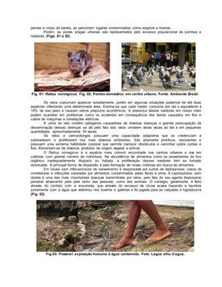 pernas e corpo da barata, ao percorrem lugares contaminados como esgotos e lixeiras. 
Porém, as piores pragas urbanas são representados pelo excesso populacional de pombos e 
roedores (Figs. 01 e 02). 
Fig. 01: Rattus norvegicus; Fig. 02: Pombo-doméstico em centro urbano. Fonte: Ambiente Brasil. 
Os ratos costumam aparecer isoladamente, porém em algumas situações podemos ter até duas 
espécies infestando uma determinada área. Estima-se que cada roedor consuma por dia o equivalente a 
10% de seu peso e causam sérios prejuízos econômicos. A presença destes roedores em nosso meio 
podem acarretar em problemas como os acidentes em consequência dos danos causados em fios e 
cabos de máquinas e instalações elétricas. 
A urina do rato contém patógenos causadores de diversas doenças e grande preocupação da 
disseminação dessas doenças se dá pelo fato dos ratos urinarem várias vezes ao dia e em pequenas 
quantidades, aproximadamente 40 vezes. 
Os ratos e camundongos possuem uma capacidade adaptativa que os credenciam a 
sobreviverem e proliferarem nos mais diversos ambientes. São altamente prolíficos, resistentes e 
possuem uma extrema habilidade corporal que permite transpor obstáculos e caminhar sobre cordas e 
fios. Alimentam-se de diversos produtos de origem vegetal e animal. 
O Rattus norvegicus é a espécie mais comum encontrada nos centros urbanos e vive em 
colônias com grande número de indivíduos. Na abundância de alimentos como os provenientes do lixo 
orgânico inadequadamente disposto ou tratado, a proliferação desses roedores tem se tornado 
acentuada. A principal forma de dispersão é pela formação de novas colônias em busca de alimentos. 
Em locais sem infra-estrutura de saneamento é responsável por surtos de leptospirose, casos de 
mordeduras e infecções causadas por alimentos contaminados pelas fezes e urina. A Leptospirose, sem 
dúvida é uma das mais importantes doenças transmitidas por ratos, pelo fato do seu agente (leptospira) 
penetrar ativamente pela pele tanto das pessoas, como dos animais. O contágio, geralmente, é feito 
através do contato com a enxurrada, que através do excesso de chuva acaba trazendo a bactéria 
juntamente com a água que adentrou nos bueiros e galerias e foi jogada para as calçadas e logradouros 
(Fig. 03). 
Fig.03: Possível exposição humana à água contamida. Foto: Lagoa olho d’agua. 
 
