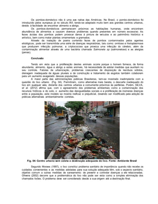 Os pombos-doméstico não é uma ave nativa das Américas. No Brasil, o pombo-doméstico foi 
introduzido pelos europeus já no século XVI, tendo-se adaptado muito bem aos grandes centros urbanos, 
devido à facilidade de encontrar alimento e abrigo. 
Os pombos-domésticos permanecem próximos as habitações humanas, onde encontram 
abundância de alimentos e causam diversos problemas quando presentes em número excessivo. As 
fezes ácidas dos pombos podem provocar danos à pintura de veículos e ao patrimônio histórico e 
artístico, bem como matar plantas ornamentais e gramados. 
Através da inalação de poeira contendo fezes de pombos contaminados pelos agentes 
etiológicos, pode ser transmitida uma série de doenças respiratórias, tais como: ornitose e histoplasmose 
que produzem infecção pulmonar, a criptococose que provoca uma infecção do cérebro, além da 
contaminação alimentar através de uma bactéria chamada Salmonela sp (salmonelose) e as alergias 
(penas). 
Conclusão 
Tendo em vista que a proliferação destes animais ocorre porque o homem fornece, de forma 
abundante, alimento, água e abrigo a estes animais, há necessidade de adotar medidas que auxiliem no 
seu controle. Fatores de urbanização, problemas crescentes de disposição de resíduos sólidos, 
drenagem inadequada de águas pluviais e de construção e tratamento de esgotos também colaboram 
para um aumento exagerado dessas populações. 
A maior parte das administrações públicas Brasileiras, tem-se mostrado inadimplente com a 
questão do lixo urbano (Fig. 04). Permitiram, como alternativa mais barata, o descarte inadequado do 
lixo em qualquer vala, distante dos centros urbanos e comumente próximos às periferias. Porém, SILVA, 
et al. (2012) afirma que, com o agravamento dos problemas ambientais como a contaminação dos 
recursos hídricos e do solo, o aumento das desigualdades sociais e a proliferação de inúmeras doenças 
entre a população, este modelo se mostra ineficaz e prejudicial, devendo ser modificado pela adoção de 
práticas alternativas ambientalmente corretas. 
Fig. 04: Centro urbano sem coleta e destinação adequada do lixo. Fonte: Ambiente Brasil 
Segundo Moraes (1997), o lixo constitui problema sanitário de importância quando não recebe os 
cuidados convenientes e as medidas adotadas para sua solução adequada têm, sob o aspecto sanitário, 
objetivo comum a outras medidas de saneamento: de prevenir e controlar doenças a ele relacionadas. 
Oliveira (2002) decorre que a problemática do lixo não pode ser vista como a simples eliminação dos 
chamados lixões. O problema deve ser considerado desde a sua origem até a destinação final. 
 