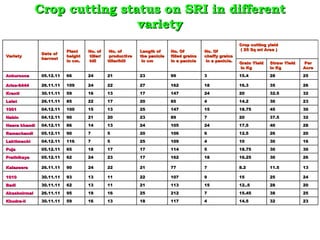 Crop cutting status on SRI in different
                              variety
                                                                                                         Crop cutting yield
                          Plant    No. of     No. of       Length of     No. Of          No. Of            ( 25 Sq mt Area )
               Date of                                                                                    
Variety                   height   tiller/    productive   the panicle   filled grains   chaffy grains
               harvest
                          in cm.   hill      tiller/hill    in cm        in a panicle    in a panicle.
                                                                                                         Grain Yield   Straw Yield   Per
                                                                                                         in Kg         in Kg         Acre

Ankursona      05.12.11   66       24        21            23            99              3               15.4          28            25

Arize-6444     26.11.11   109      24        22            27            162             18              16.3          35            26

Kranti         30.11.11   59       16        13            17            147             24              20            32.5          32

Lalat          26.11.11   85       22        17            20            85              4               14.2          30            23

1001           04.12.11   100      15        13            25            147             15              18.75         45            30

Nabin          04.12.11   90       21        20            23            89              7               20            37.5          32

Heera khandi   04.12.11   86       14        13            24            105             24              17.5          40            28

Ramachandi     05.12.11   90       7         5             20            106             6               12.5          26            20

Laktimachi     04.12.11   116      7         5             25            109             4               10            30            16

Puja           05.12.11   65       18        17            17            114             5               18.75         30            30

Prathikaya     05.12.11   62       24        23            17            162             18              16.25         30            26

Kalazeera      26.11.11   90       24        22            21            77              7               8.2           11.5          13

1010           30.11.11   93       13        11            22            107             9               15            25            24

Badi           30.11.11   62       13        11            21            113             15              12..5         28            20

Akashnirmal    26.11.11   95       19        16            25            212             7               15.45         38            25

Khudra-ii      30.11.11   59       16        13            18            117             4               14.5          32            23
 