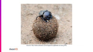 Source: http://www.sabisabi.com/images/DungBeetle-on-dung.JPG
 