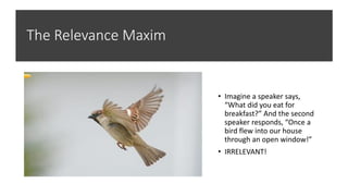 The Relevance Maxim
• Imagine a speaker says,
“What did you eat for
breakfast?” And the second
speaker responds, “Once a
bird flew into our house
through an open window!”
• IRRELEVANT!
 