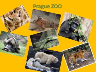 Prague ZOO
 