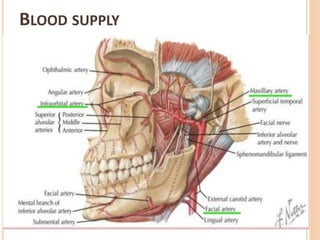 BLOOD SUPPLY
 