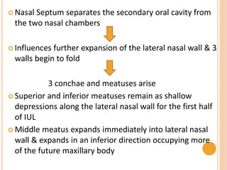  Nasal Septum separates the secondary oral cavity from
the two nasal chambers
 Influences further expansion of the lateral nasal wall & 3
walls begin to fold
3 conchae and meatuses arise
 Superior and inferior meatuses remain as shallow
depressions along the lateral nasal wall for the first half
of IUL
 Middle meatus expands immediately into lateral nasal
wall & expands in an inferior direction occupying more
of the future maxillary body
 