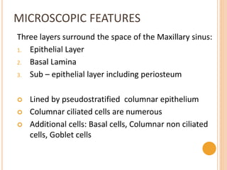 MICROSCOPIC FEATURES
Three layers surround the space of the Maxillary sinus:
1. Epithelial Layer
2. Basal Lamina
3. Sub – epithelial layer including periosteum
 Lined by pseudostratified columnar epithelium
 Columnar ciliated cells are numerous
 Additional cells: Basal cells, Columnar non ciliated
cells, Goblet cells
 