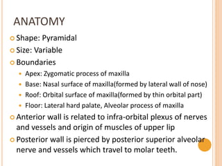 ANATOMY
 Shape: Pyramidal
 Size: Variable
 Boundaries
 Apex: Zygomatic process of maxilla
 Base: Nasal surface of maxilla(formed by lateral wall of nose)
 Roof: Orbital surface of maxilla(formed by thin orbital part)
 Floor: Lateral hard palate, Alveolar process of maxilla
 Anterior wall is related to infra-orbital plexus of nerves
and vessels and origin of muscles of upper lip
 Posterior wall is pierced by posterior superior alveolar
nerve and vessels which travel to molar teeth.
 