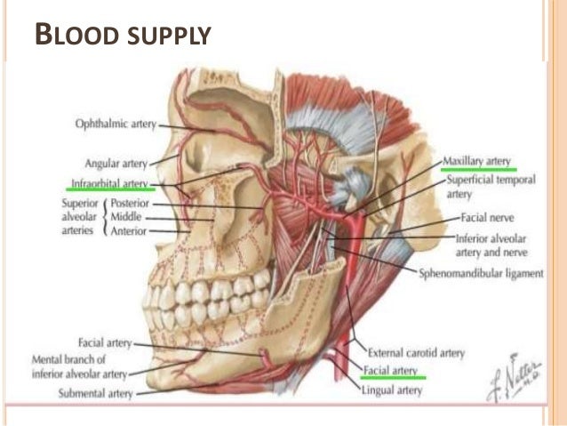 maxillary sinus 10 638 jpg cb 1494484539 maxillary sinus