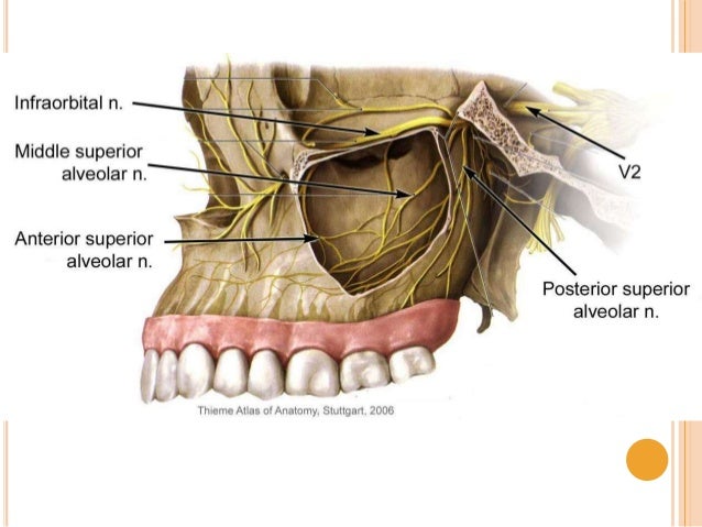 maxillary sinus 12 638 jpg cb 1494484539 maxillary sinus