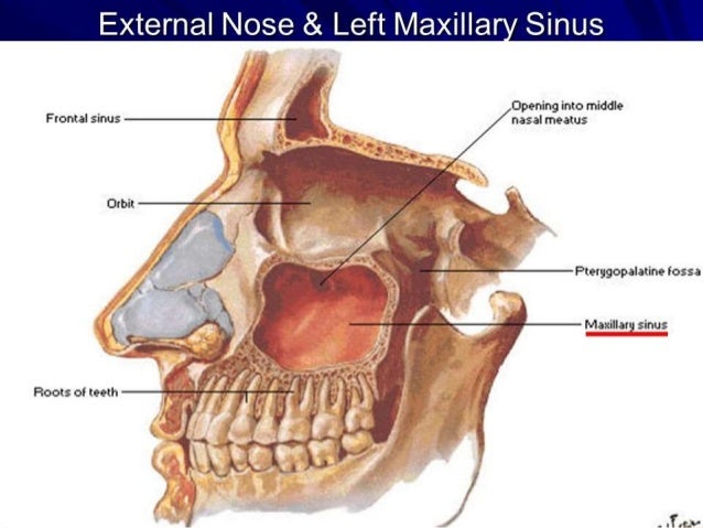 maxillary-sinus-6-638.jpg