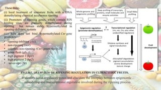 Physiological and Molecular Basis of Fruit Ripening – Pragya Mahobe | PPTX