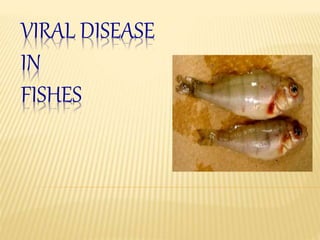 VIRAL DISEASE
IN
FISHES
 