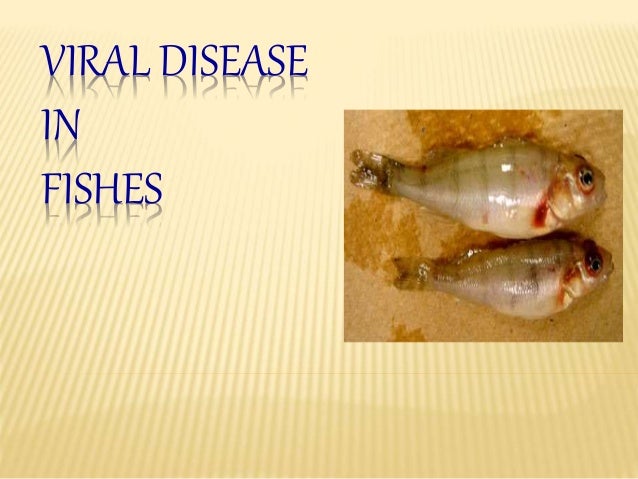 viral disease