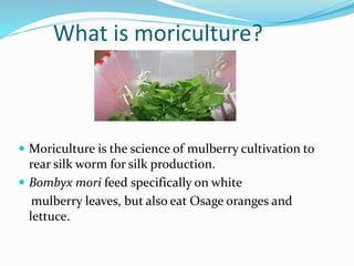 What is moriculture?
 Moriculture is the science of mulberry cultivation to
rear silk worm for silk production.
 Bombyx mori feed specifically on white
mulberry leaves, but also eat Osage oranges and
lettuce.
 