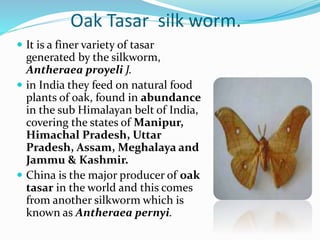 Oak Tasar silk worm.
 It is a finer variety of tasar
generated by the silkworm,
Antheraea proyeli J.
 in India they feed on natural food
plants of oak, found in abundance
in the sub Himalayan belt of India,
covering the states of Manipur,
Himachal Pradesh, Uttar
Pradesh, Assam, Meghalaya and
Jammu & Kashmir.
 China is the major producer of oak
tasar in the world and this comes
from another silkworm which is
known as Antheraea pernyi.
 