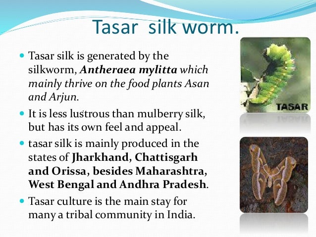 Types Of Silk Moths Found In India