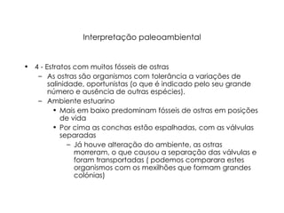 Interpretação paleoambiental 4 - Estratos com muitos fósseis de ostras As ostras são organismos com tolerância a variações de salinidade, oportunistas (o que é indicado pelo seu grande número e ausência de outras espécies). Ambiente estuarino Mais em baixo predominam fósseis de ostras em posições de vida Por cima as conchas estão espalhadas, com as válvulas separadas  Já houve alteração do ambiente, as ostras morreram, o que causou a separação das válvulas e foram transportadas ( podemos comparara estes organismos com os mexilhões que formam grandes colónias) 