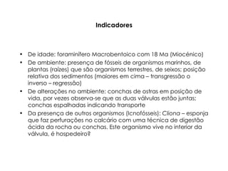 Indicadores De idade: foraminífero Macrobentoico com 18 Ma (Miocénico) De ambiente: presença de fósseis de organismos marinhos, de plantas (raízes) que são organismos terrestres, de seixos; posição relativa dos sedimentos (maiores em cima – transgressão o inverso – regressão) De alterações no ambiente: conchas de ostras em posição de vida, por vezes observa-se que as duas válvulas estão juntas; conchas espalhadas indicando transporte Da presença de outros organismos (Icnofósseis):  Cliona  – esponja que faz perfurações no calcário com uma técnica de digestão ácida da rocha ou conchas. Este organismo vive no interior da válvula, é hospedeiro? 