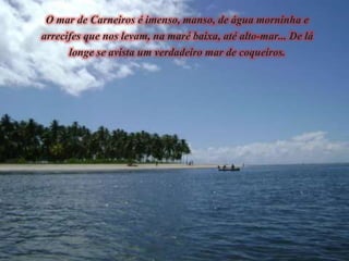 O mar de Carneiros é imenso, manso, de água morninha e
arrecifes que nos levam, na maré baixa, até alto-mar... De lá
longe se avista um verdadeiro mar de coqueiros.
 