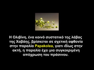 Η Ολιβίνη, ένα κοινό συστατικό της λάβας
της Χαβάης, βρίσκεται σε σχετική αφθονία
στην παραλία Papakolea, γιατι ιδίως στην
  ακτή, η παραλία έχει μια συγκεκριμένη
        απόχρωση του πράσινου.
 