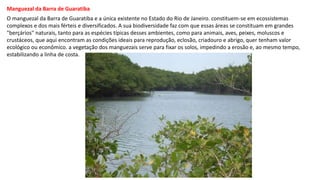Manguezal da Barra de Guaratiba
O manguezal da Barra de Guaratiba e a única existente no Estado do Rio de Janeiro. constituem-se em ecossistemas
complexos e dos mais férteis e diversificados. A sua biodiversidade faz com que essas áreas se constituam em grandes
"berçários" naturais, tanto para as espécies típicas desses ambientes, como para animais, aves, peixes, moluscos e
crustáceos, que aqui encontram as condições ideais para reprodução, eclosão, criadouro e abrigo, quer tenham valor
ecológico ou econômico. a vegetação dos manguezais serve para fixar os solos, impedindo a erosão e, ao mesmo tempo,
estabilizando a linha de costa.
 