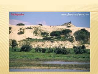Sabiaguaba
 