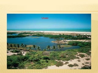 Uruaú
 
