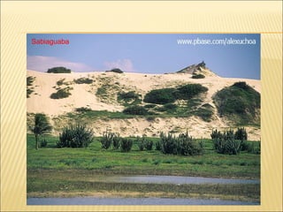 Sabiaguaba 