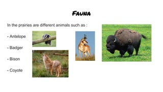 Fauna
In the prairies are different animals such as :
- Antelope
- Badger
- Bison
- Coyote