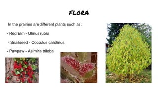 FLORA
In the prairies are different plants such as :
- Red Elm - Ulmus rubra
- Snailseed - Cocculus carolinus
- Pawpaw - Asimina triloba