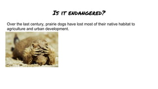 Is it endangered?
Over the last century, prairie dogs have lost most of their native habitat to
agriculture and urban development.