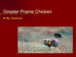Greater Prairie Chicken ,[object Object]