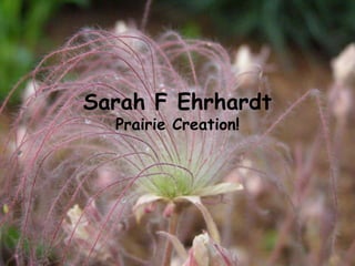Sarah F Ehrhardt
  Prairie Creation!
 