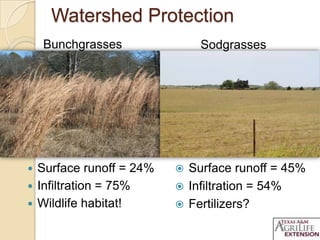Watershed Protection
 Surface runoff = 24%
 Infiltration = 75%
 Wildlife habitat!
Bunchgrasses Sodgrasses
 Surface runoff = 45%
 Infiltration = 54%
 Fertilizers?
 