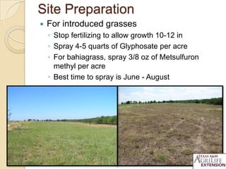 Site Preparation
 For introduced grasses
◦ Stop fertilizing to allow growth 10-12 in
◦ Spray 4-5 quarts of Glyphosate per acre
◦ For bahiagrass, spray 3/8 oz of Metsulfuron
methyl per acre
◦ Best time to spray is June - August
 