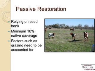 Passive Restoration
 Relying on seed
bank
 Minimum 10%
native coverage
 Factors such as
grazing need to be
accounted for
 