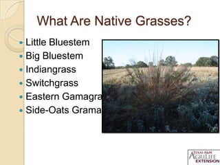 What Are Native Grasses?
 Little Bluestem
 Big Bluestem
 Indiangrass
 Switchgrass
 Eastern Gamagrass
 Side-Oats Grama
 
