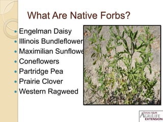 What Are Native Forbs?
 Engelman Daisy
 Illinois Bundleflower
 Maximilian Sunflower
 Coneflowers
 Partridge Pea
 Prairie Clover
 Western Ragweed
 