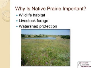 Why Is Native Prairie Important?
 Wildlife habitat
 Livestock forage
 Watershed protection
 