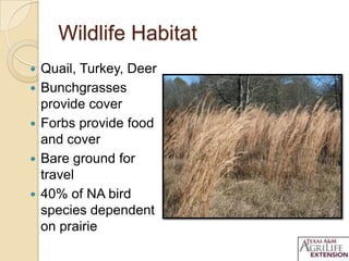 Wildlife Habitat
 Quail, Turkey, Deer
 Bunchgrasses
provide cover
 Forbs provide food
and cover
 Bare ground for
travel
 40% of NA bird
species dependent
on prairie
 