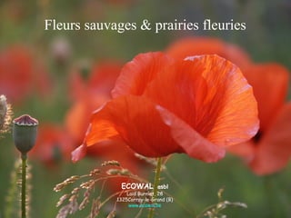 Fleurs sauvages & prairies fleuries
ECOWAL asbl
Laid Burniat, 28
1325Corroy-le-Grand (B)
www.ecowal.be
 