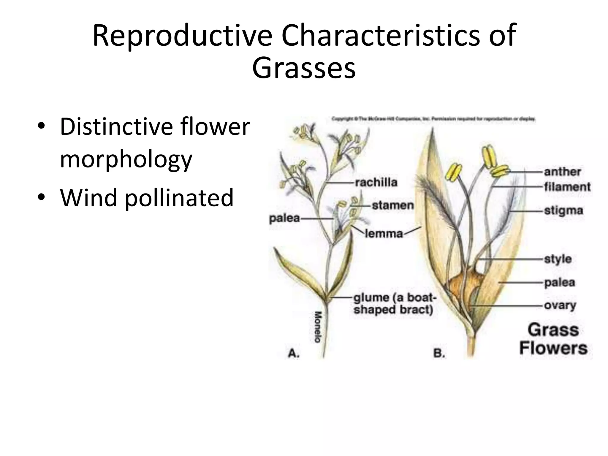 Reproductive Characteristics of
                Grasses
• Distinctive flower
  morphology
• Wind pollinated
 