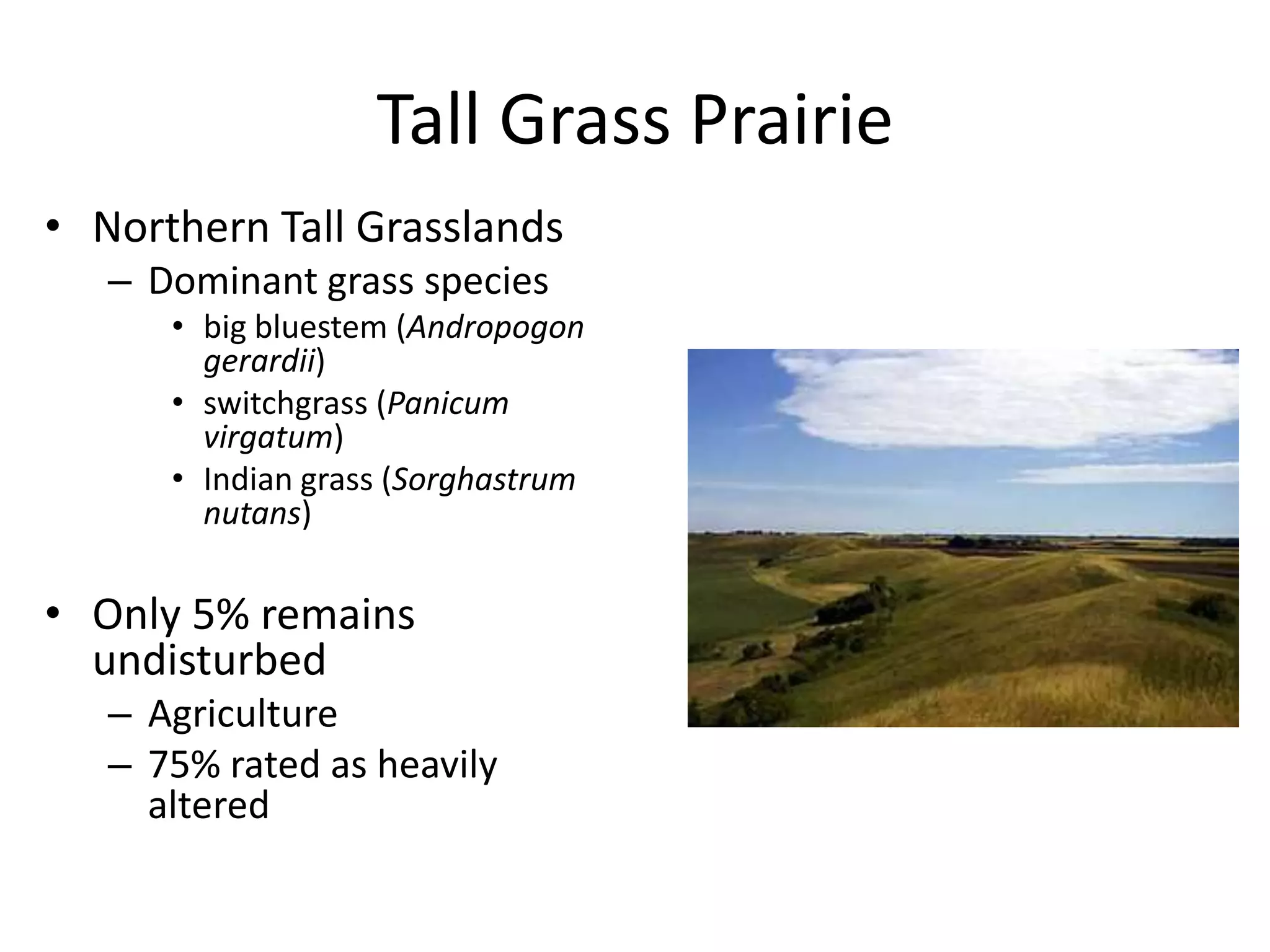 Tall Grass Prairie
• Northern Tall Grasslands
   – Dominant grass species
      • big bluestem (Andropogon
        gerardii)
      • switchgrass (Panicum
        virgatum)
      • Indian grass (Sorghastrum
        nutans)

• Only 5% remains
  undisturbed
   – Agriculture
   – 75% rated as heavily
     altered
 